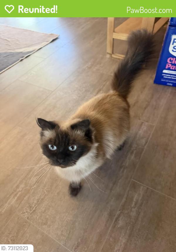 Reunited Female Cat last seen Rollingwood Court and Deedham Drive, San Jose, CA 95148