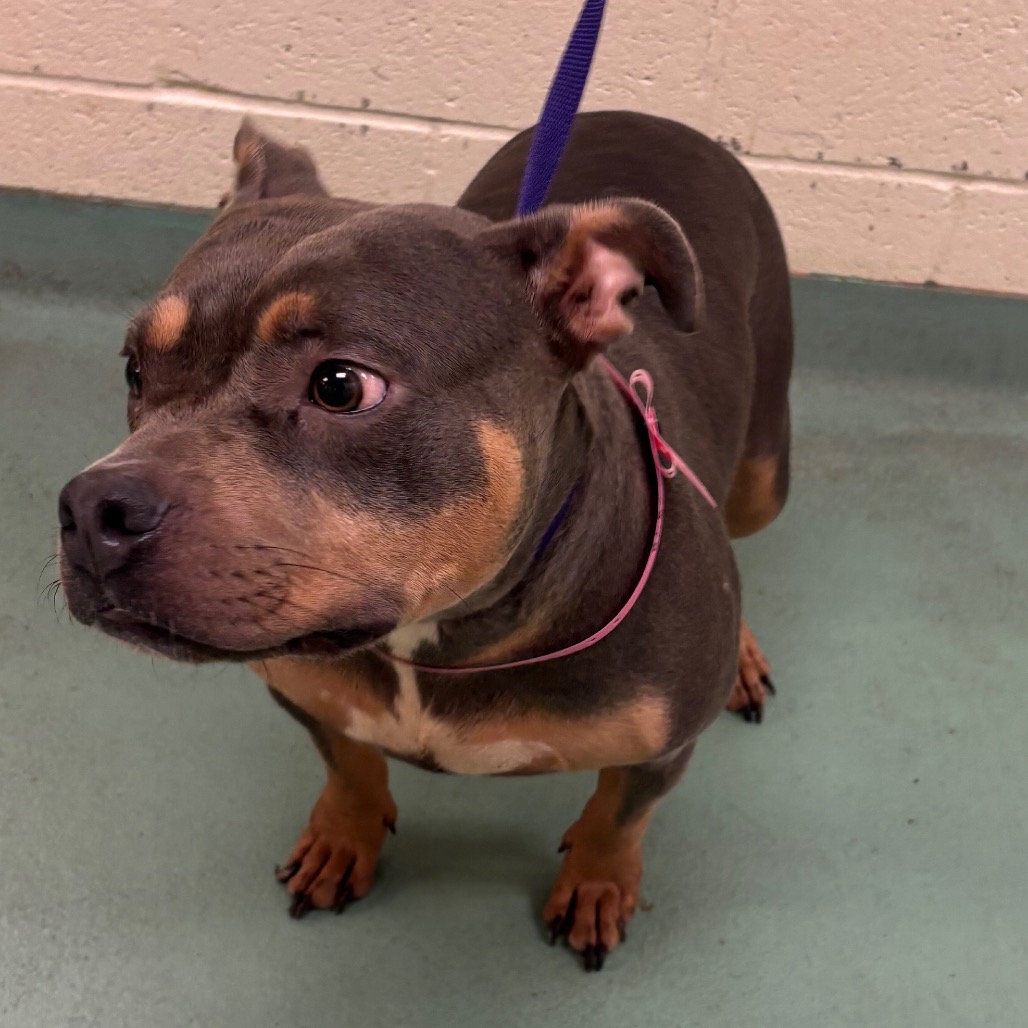 Shelter Stray Female Dog last seen , 2350 Appling City Cove, Memphis, TN 38133, USA