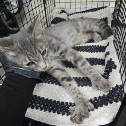 Shelter Stray Female Cat last seen , 361 S Raymond Ave, Pasadena, CA 91105, USA