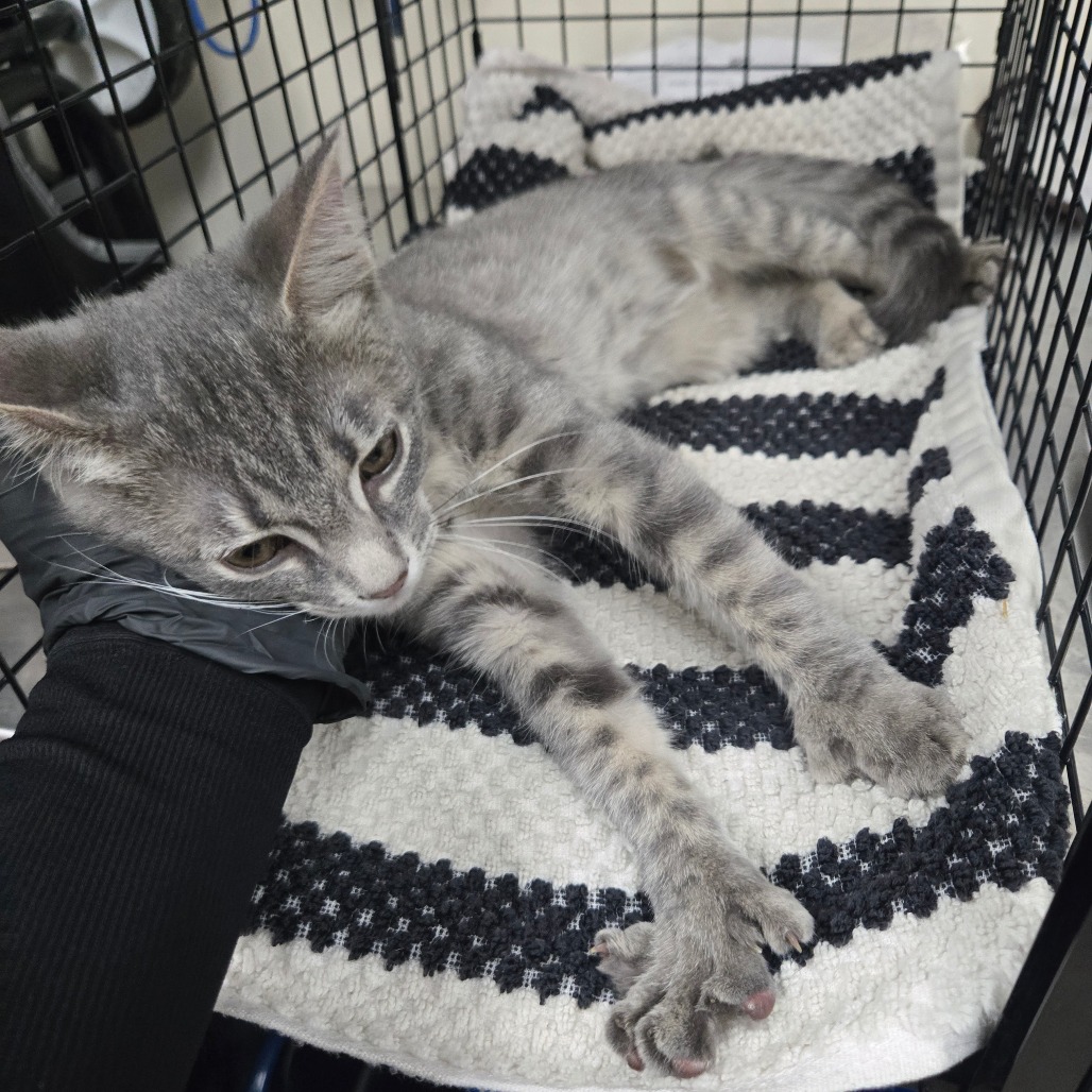 Shelter Stray Female Cat last seen , 361 S Raymond Ave, Pasadena, CA 91105, USA