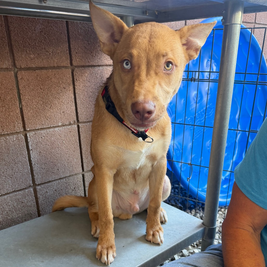 Shelter Stray Male Dog last seen , 4575 E Mesquite Ave, Palm Springs, CA 92264, USA