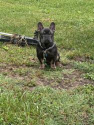 Lost Male Dog last seen Dairy Bar, Stony Point, NC 28678