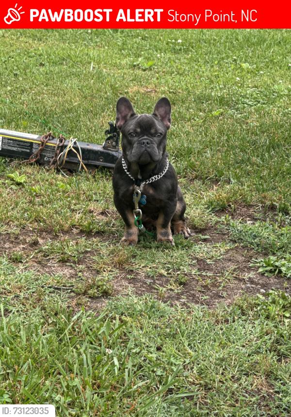 Lost Male Dog last seen Dairy Bar, Stony Point, NC 28678