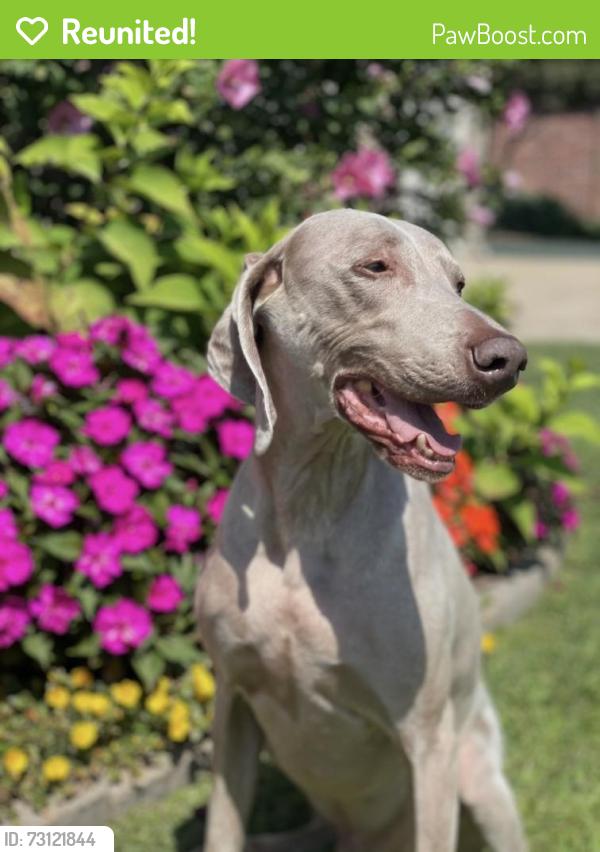 Reunited Male Dog last seen Woodcreek Villas neighborhood, Bixby, OK 74008