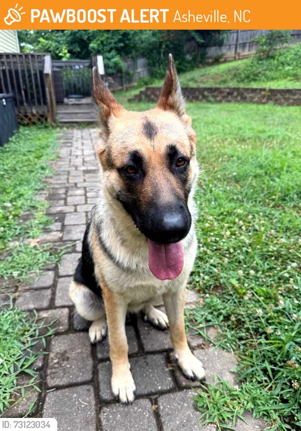 Found/Stray Female Dog last seen Near airport road, Asheville, NC 28704
