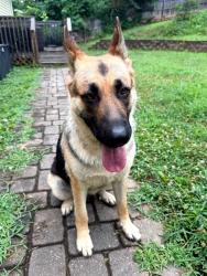 Found/Stray Female Dog last seen Near airport road, Asheville, NC 28704