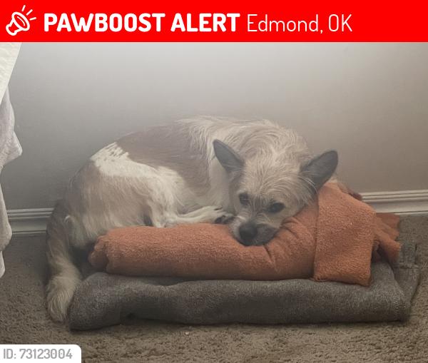 Lost Female Dog last seen NW 192nd and N May Ave, Edmond, OK 73012