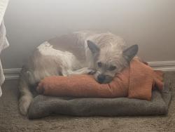 Lost Female Dog last seen NW 192nd and N May Ave, Edmond, OK 73012