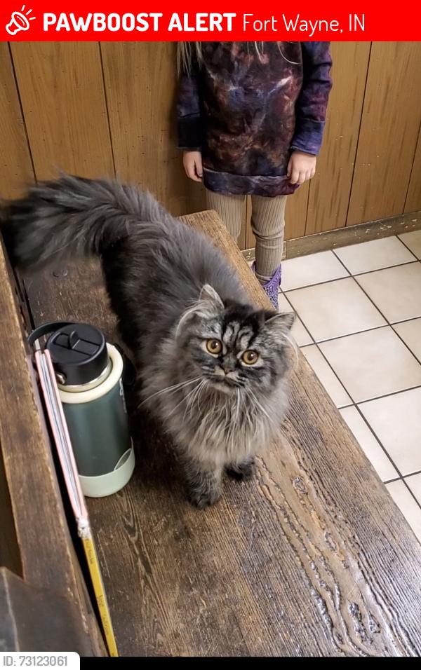 Lost Female Cat last seen Coldwater, Fort Wayne, IN 46825