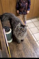 Lost Female Cat last seen Coldwater, Fort Wayne, IN 46825