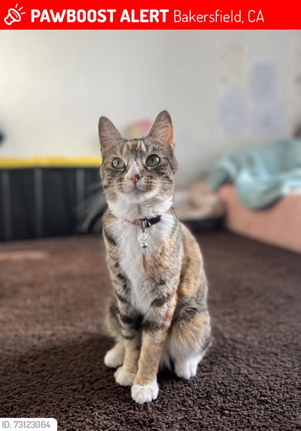 Lost Female Cat last seen 2101–2135 Westholme BlvdBakersfield, CA 93309United States, Bakersfield, CA 93309