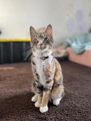 Lost Female Cat last seen 2101–2135 Westholme BlvdBakersfield, CA 93309United States, Bakersfield, CA 93309