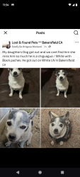 Lost Male Dog last seen South union And South H, Bakersfield, CA 93307