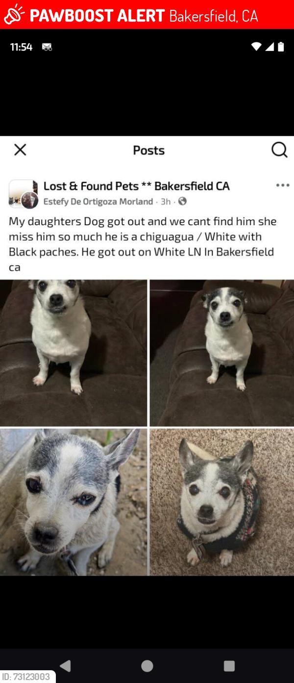 Lost Male Dog last seen South union And South H, Bakersfield, CA 93307