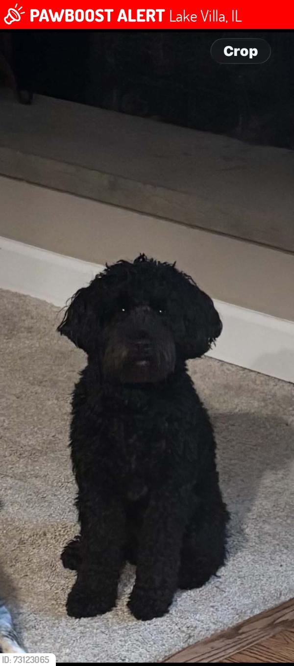 Lost Male Dog last seen Martin School, Lake Villa, IL 60046