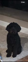 Lost Male Dog last seen Martin School, Lake Villa, IL 60046