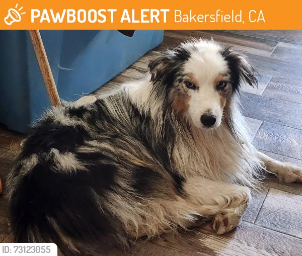 Found/Stray Unknown Dog last seen Stealing, Bakersfield, CA 93307