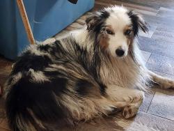Found/Stray Unknown Dog last seen Stealing, Bakersfield, CA 93307