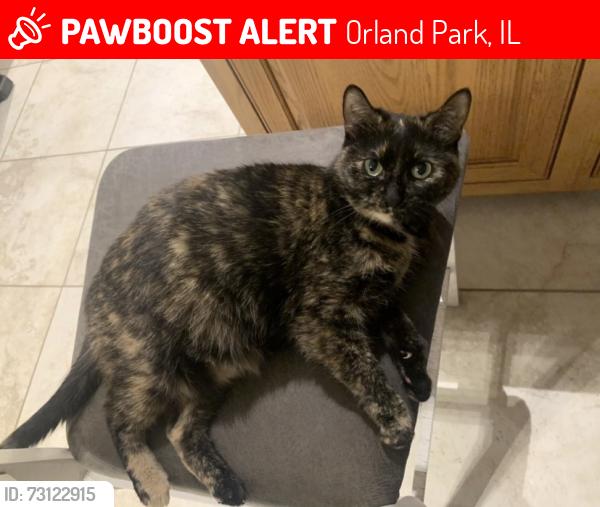 Lost Female Cat last seen 156th St. Between Will Cook and Wolf Rd, Orland Park, IL 60467