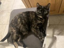 Lost Female Cat last seen 156th St. Between Will Cook and Wolf Rd, Orland Park, IL 60467