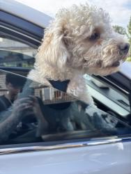 Found/Stray Male Dog last seen 915crest view ln, Mount Vernon, WA 98273