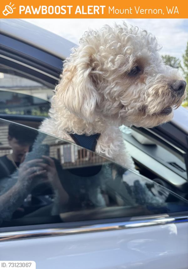 Found/Stray Male Dog last seen 915crest view ln, Mount Vernon, WA 98273