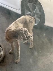 Found/Stray Male Dog last seen Lafayette, La near Gloria switch exit, Lafayette, LA 70500