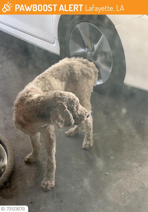 Found/Stray Male Dog last seen Lafayette, La near Gloria switch exit, Lafayette, LA 70500