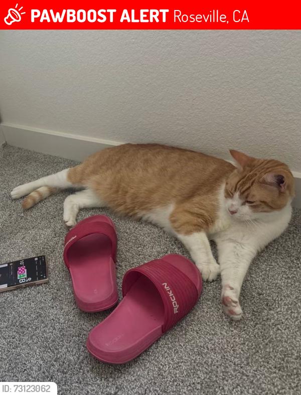 Lost Male Cat last seen Cameron way and Ingles way Roseville, Roseville, CA 95678