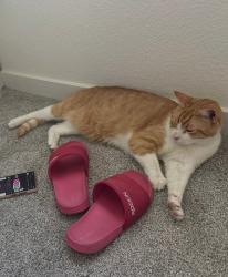 Lost Male Cat last seen Cameron way and Ingles way Roseville, Roseville, CA 95678