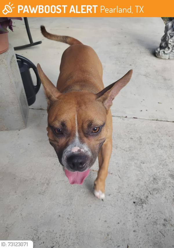 Found/Stray Female Dog last seen Pearland parkway, Pearland, TX 77581