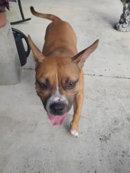Found/Stray Female Dog last seen Pearland parkway, Pearland, TX 77581