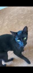 Lost Male Cat last seen Pace & Delhaven, Palm Bay, FL 32907