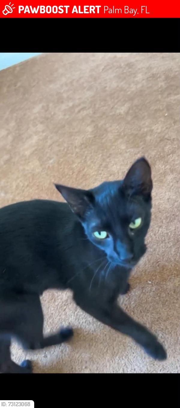 Lost Male Cat last seen Pace & Delhaven, Palm Bay, FL 32907