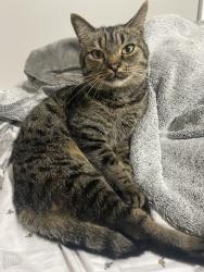 Lost Male Cat last seen Mineral Creek Court / Mineral Springs Road, Lexington, SC 29073
