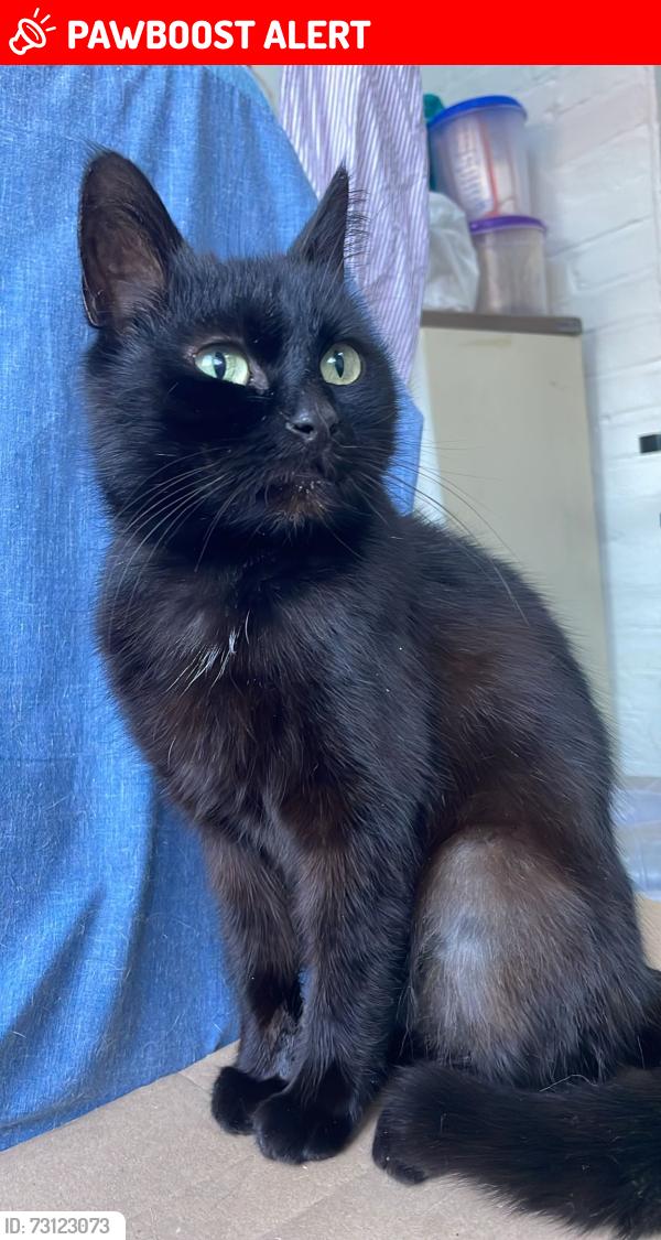 Lost Female Cat last seen Near western Avenue, brassie Avenue, Greater London, England W3 7NG