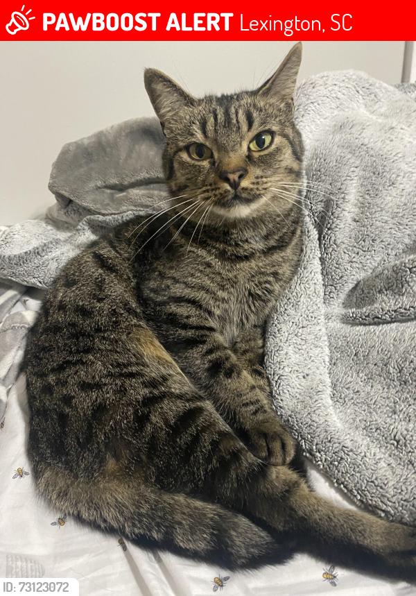 Lost Male Cat last seen Mineral Creek Court / Mineral Springs Road, Lexington, SC 29073