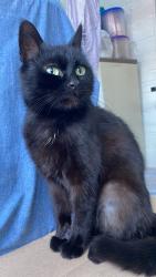 Lost Female Cat last seen Near western Avenue, brassie Avenue, Greater London, England W3 7NG