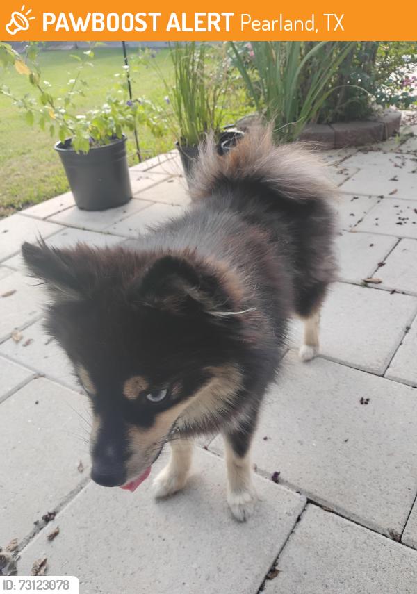 Found/Stray Unknown Dog last seen Pearland parkway, Pearland, TX 77581
