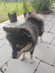 Found/Stray Unknown Dog last seen Pearland parkway, Pearland, TX 77581
