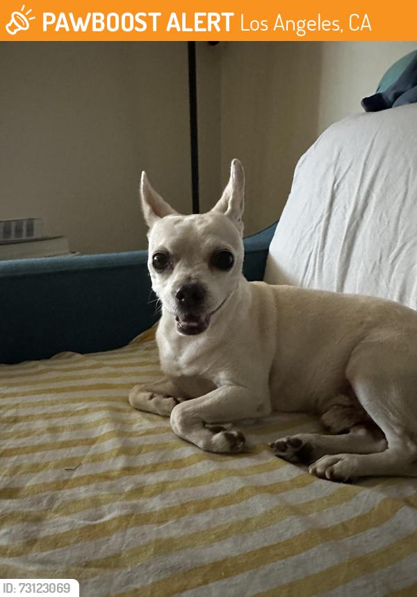 Found/Stray Male Dog last seen Beachy street and Garber Street, Los Angeles, CA 91331