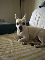 Found/Stray Male Dog last seen Beachy street and Garber Street, Los Angeles, CA 91331