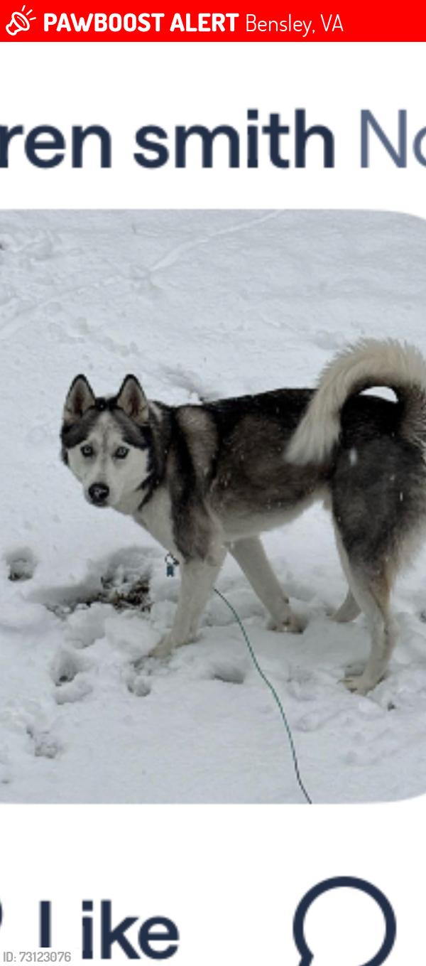 Lost Male Dog last seen Sherbourne Rd and Jeff Davis Hwy, Bensley, VA 23237