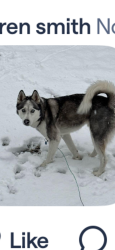 Lost Male Dog last seen Sherbourne Rd and Jeff Davis Hwy, Bensley, VA 23237