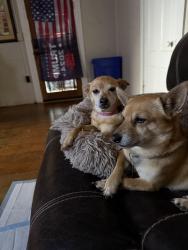 Reunited Female Dog last seen Collier park, Ramona, CA 92065