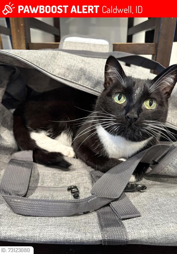 Lost Female Cat last seen Smeed RD, Caldwell, ID 83605