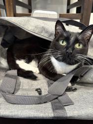 Lost Female Cat last seen Smeed RD, Caldwell, ID 83605