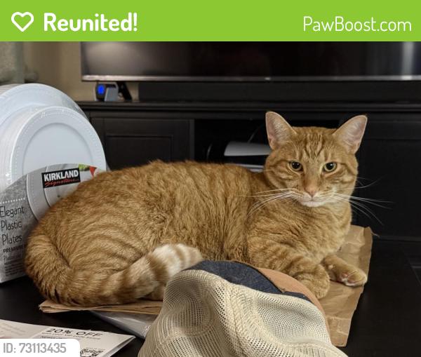 Reunited Male Cat last seen 7th Avenue and West Behrend Drive, Phoenix, AZ 85308