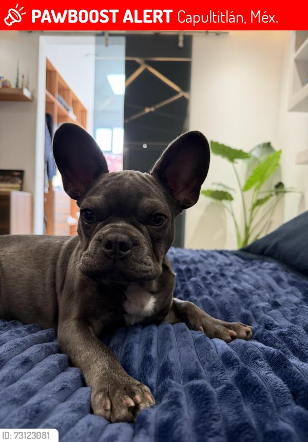Lost Male Dog last seen Av Insurgentes, Manuel Bernal s/n Capultitlan, Capultitlán, Méx. 