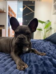 Lost Male Dog last seen Av Insurgentes, Manuel Bernal s/n Capultitlan, Capultitlán, Méx. 